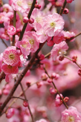 Nativa Spa Plum Blossom Moisturizing Body Lotion 400ml