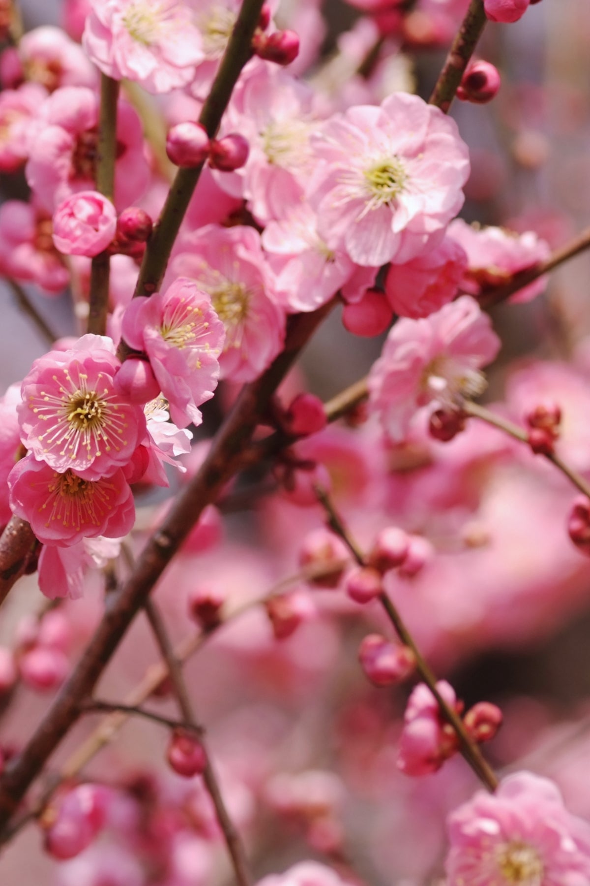 Nativa Spa Plum Blossom Moisturizing Body Lotion 400ml